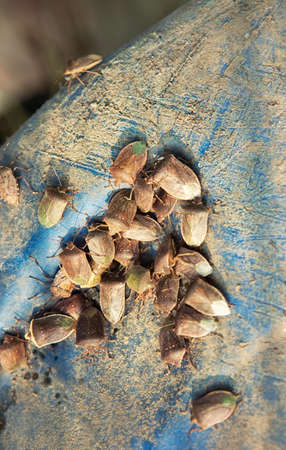 Stink bugs in city, swarm of brown marmorated stink bugs