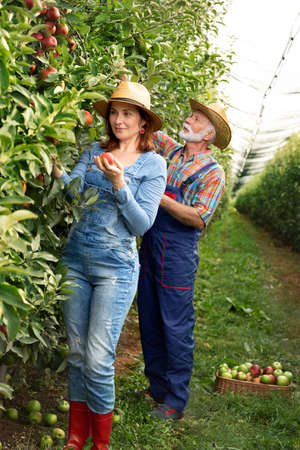 Two framers picking up apples in organic apple orchard