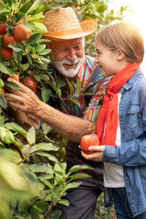 Granddad and granddaughter picking up apples.の写真素材