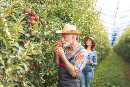 Senior picking up apples and smell it. Enjoy in work and produce healthy fruitの写真素材