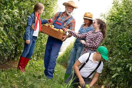Farmer family together picking apple in apple orchard, family business