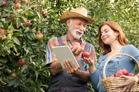 Senior farmer with daughter quality control of their product by digital tabletの写真素材