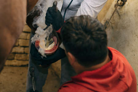 Farriers fitting horse with horseshoes