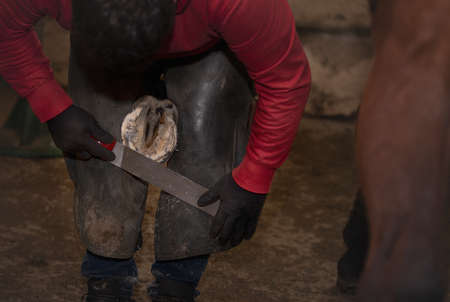A farrier shoeing a horse, bending down and fitting a new horseshoe to a horse's hoof