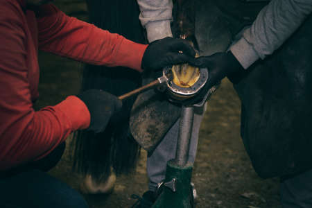 Farrier with assistant putting shoe on hors