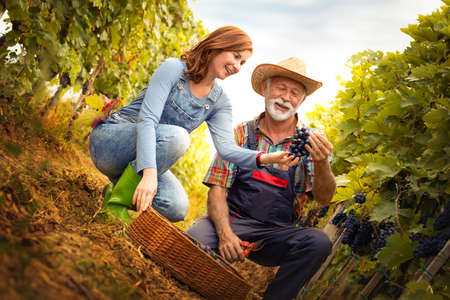 Two farmers harvesting grape. Together checking picked greapeの写真素材