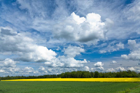 Field of rapeseedsの写真素材