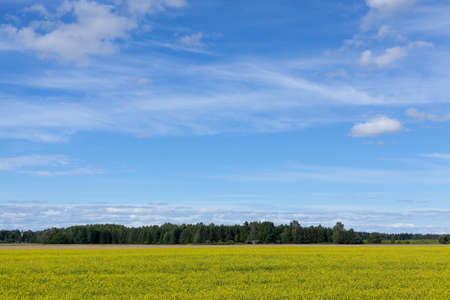 Yellow rapeseed field and blue sky, a beautiful summer landscapeの写真素材