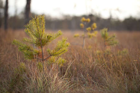 Little pine trees and dry brown grass in autumn forest closeup
