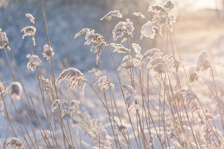 Frost bites nature during sunset. A closeup shot of a grass on a very cold day. The sunset is glowing in the background.の写真素材