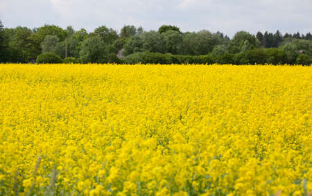 Yellow rapeseed field and blue sky, a beautiful summer landscape