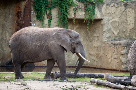 African Elephant in Tallinn Zoo.の写真素材