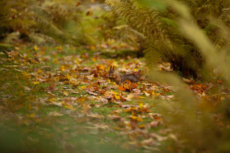 Squirrel in autumn park colorful leafs backgroundの写真素材