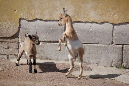 Two funny young goatlings playing outdoors on a sunny dayの写真素材