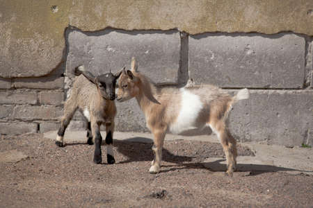 Two funny young goatlings playing outdoors on a sunny dayの写真素材