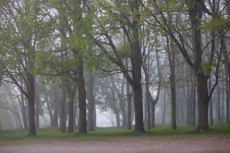 Foggy Morning in the Parkの写真素材