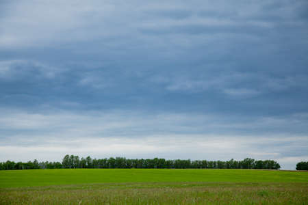Yellow rapeseed field and blue sky, a beautiful summer landscapeの写真素材