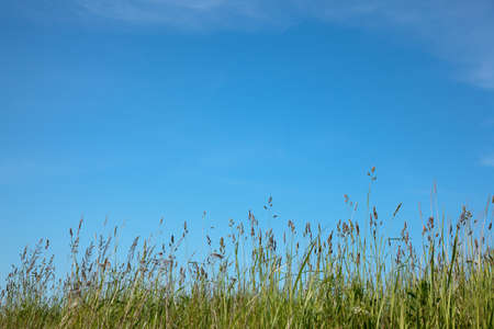 Spring or summer abstract nature background with grass in the meadow and blue sky in the backの写真素材