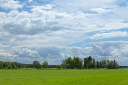 Yellow rapeseed field and blue sky, a beautiful summer landscapeの写真素材