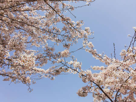 Spring cherry blossoms, pink sakura flowers on a blue sky backgroundの写真素材