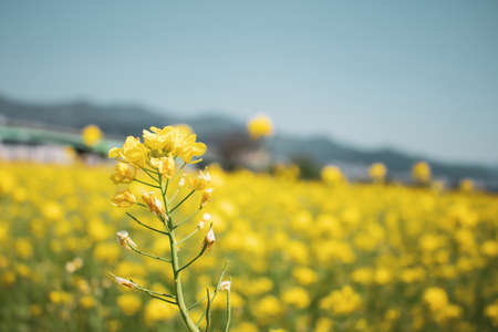 Close up image of yellow rapeseed flower in a garden