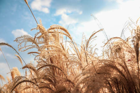 Autumn silver grass on a blue sky backgroundの写真素材