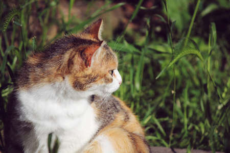 cat sitting on the grassの写真素材