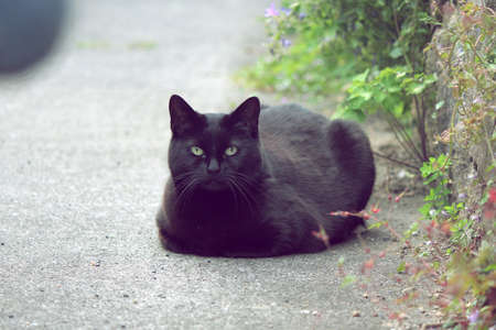 pure black cat sits at streetの写真素材