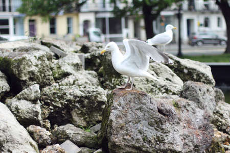 seagull standing on rocksの写真素材