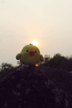 little yellow chicken and sunriseの写真素材