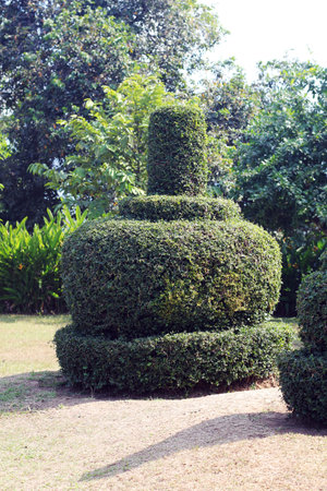 hedge trimmed as the shape of borobudurの写真素材