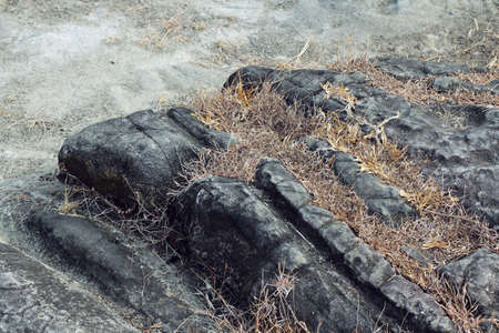 weeds grow from rock