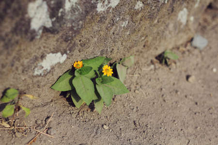 little yellow flower growth at the crack of stoneの写真素材