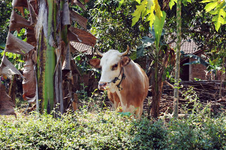cattle at yogyakart suburb areaの写真素材