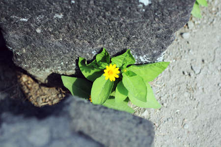little flower from crack of stone