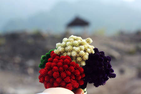 a bunch of colorful indonesian edelweissの写真素材