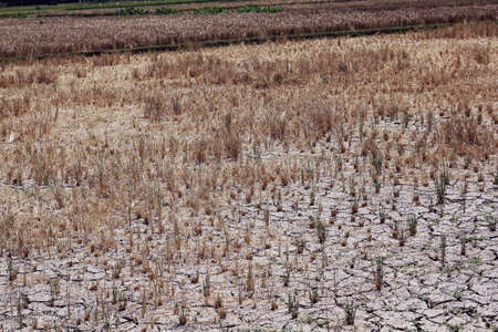 drought crop fieldの写真素材