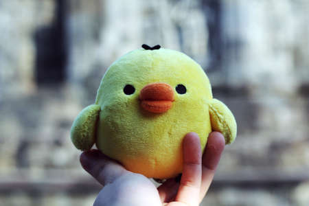 little yellow chicken soft toyの写真素材