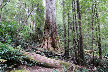 Tahune forest