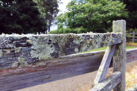 moss on the fenceの写真素材