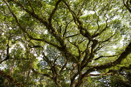 lush tree canopyの写真素材