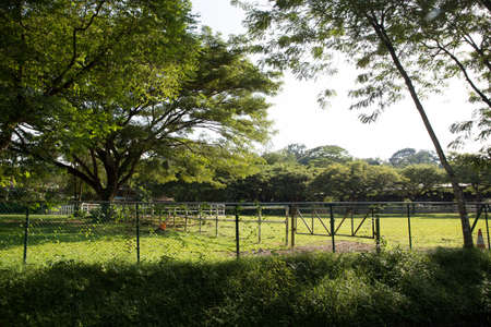 green nature