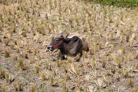 Cattle resting in a harvested farmの写真素材