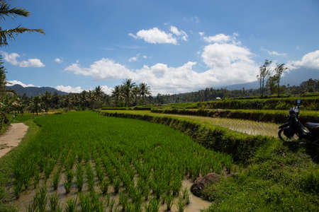 Paddy field in a rural areaの写真素材
