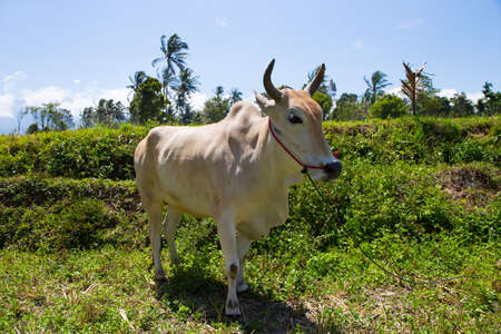 Cattle in a fieldの写真素材