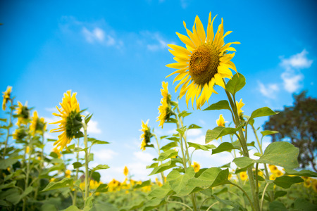 sunflowers 