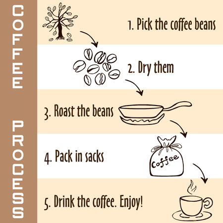 Hand drawn steps of coffee process in brown colors, young coffee sprout to hot coffee drink, sketch style on white and beige backgroundのイラスト素材