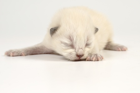 close-up portrait of 5 days old kitten の写真素材