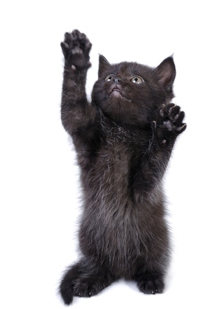 A cute black kitten standing on his back paws and looking up.の写真素材