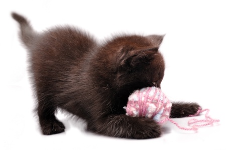 close-up portrait of kitten playing with wool ballの写真素材